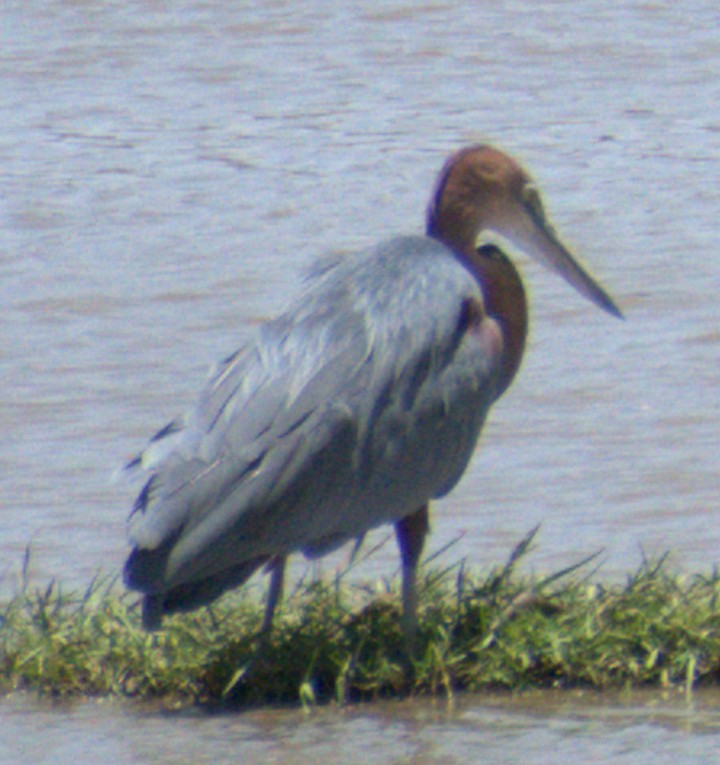 אנפת גולית - ML646943680