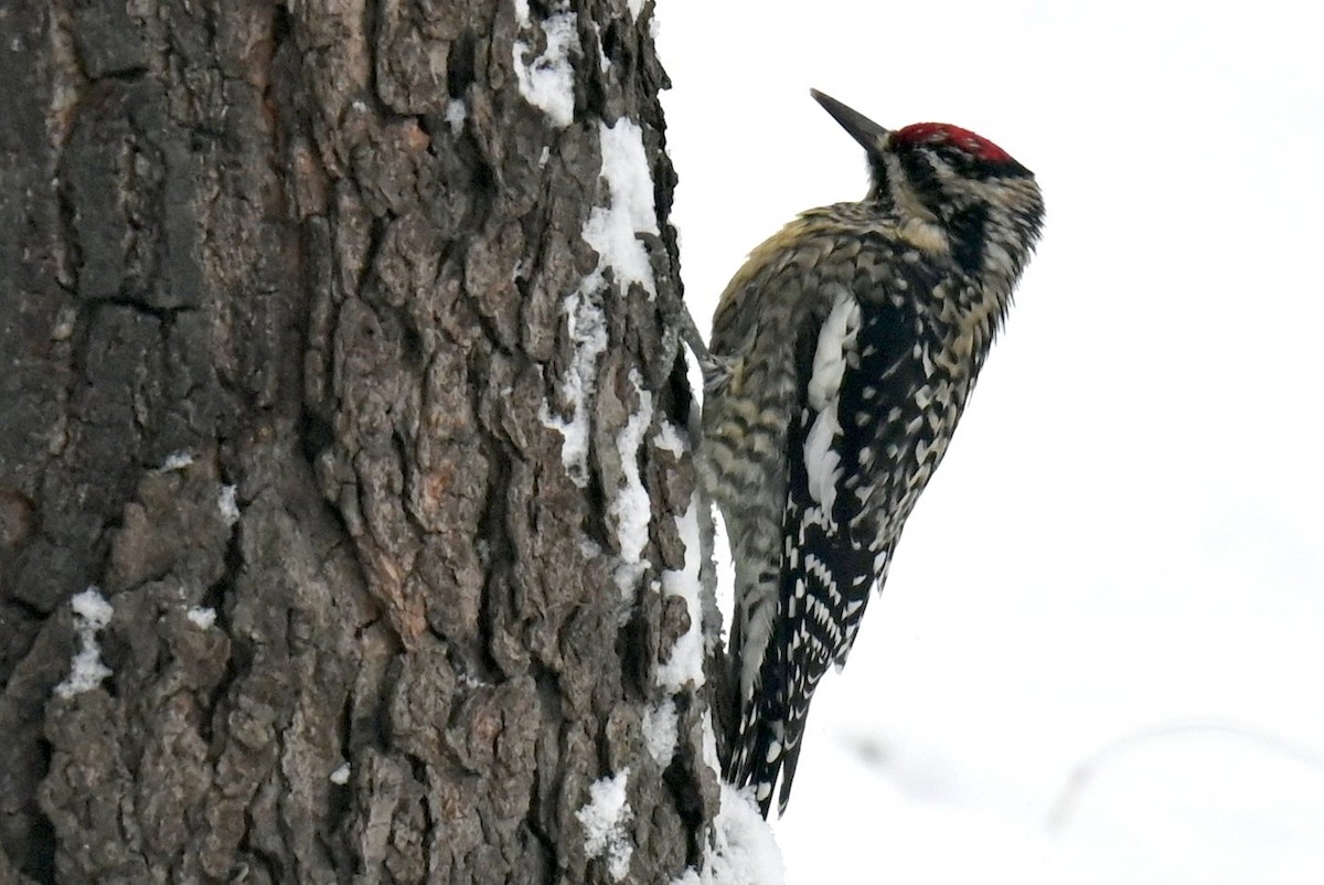 Sarı Karınlı Ağaçkakan - ML646943682