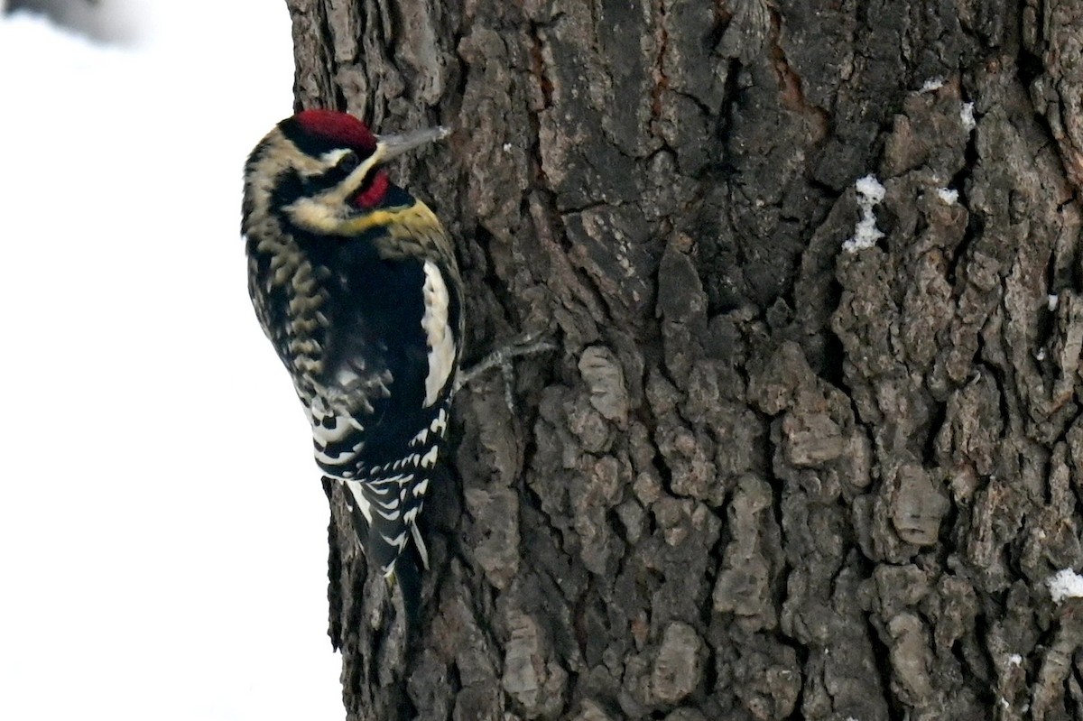 Sarı Karınlı Ağaçkakan - ML646943683