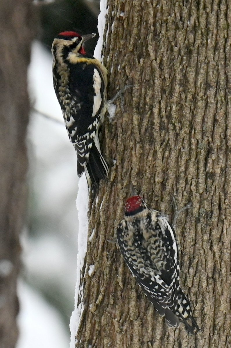 Sarı Karınlı Ağaçkakan - ML646943684