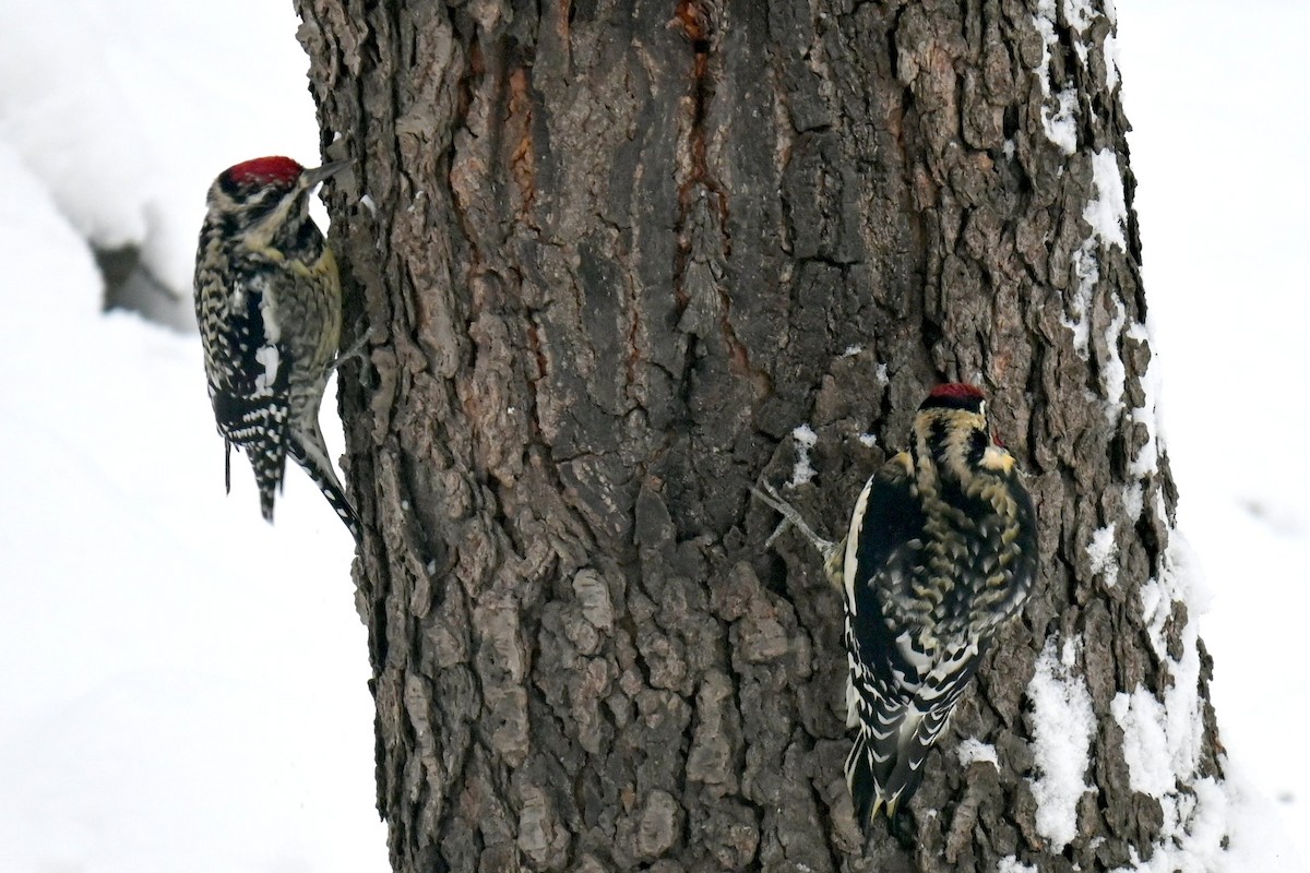 Sarı Karınlı Ağaçkakan - ML646943685