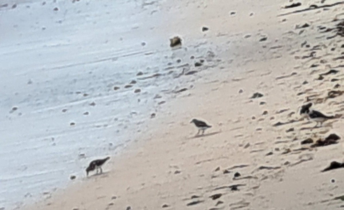 Steinwälzer - ML646943689