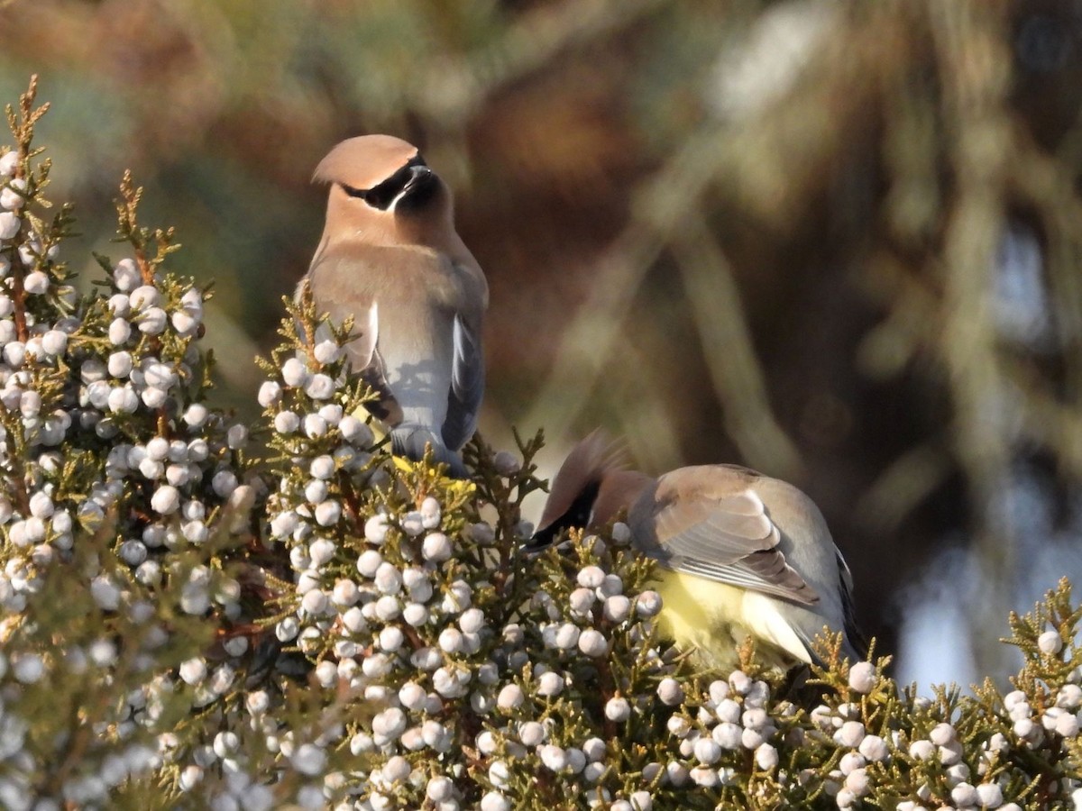 Ampelis Americano - ML646943690