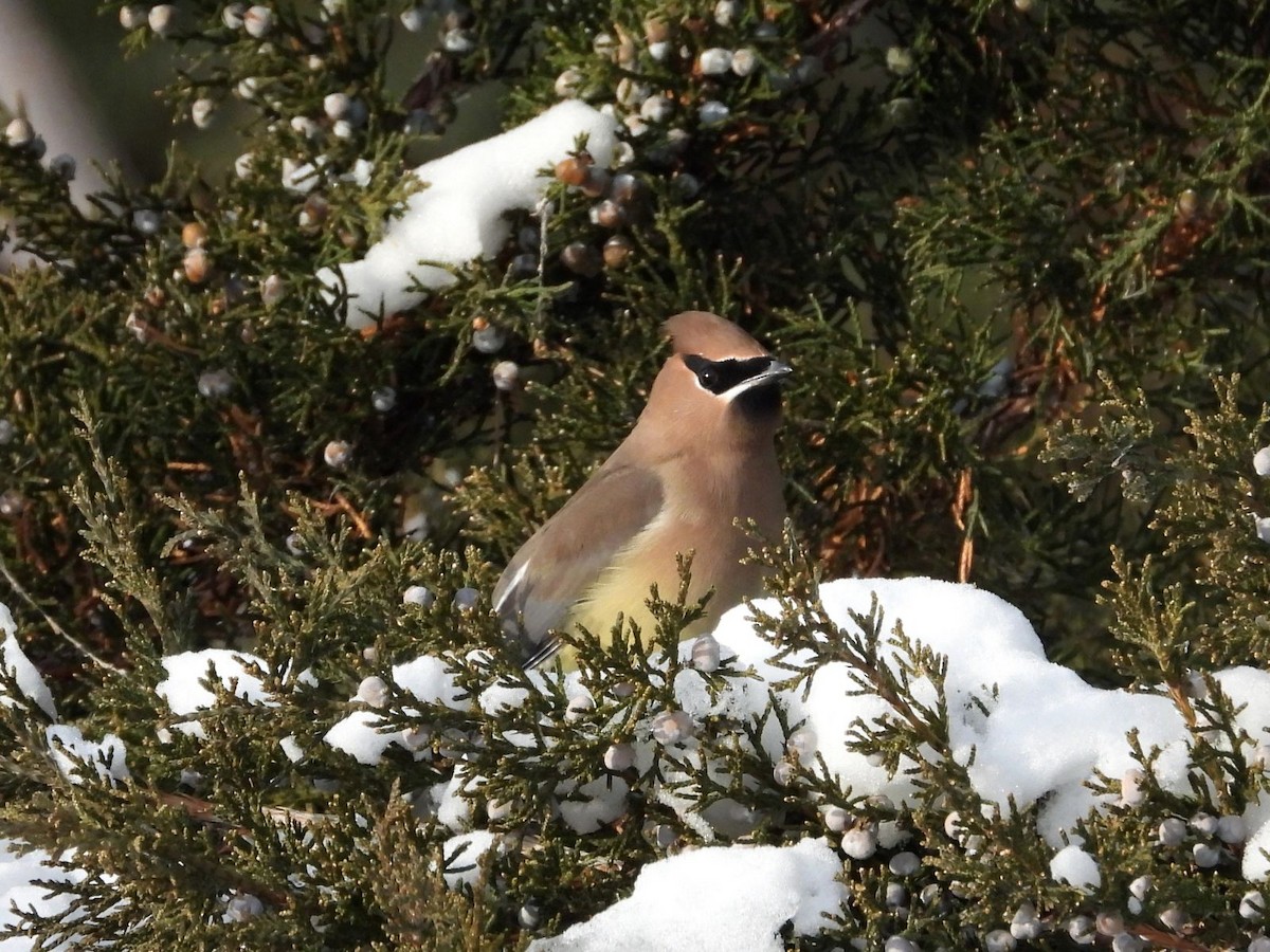 Ampelis Americano - ML646943691