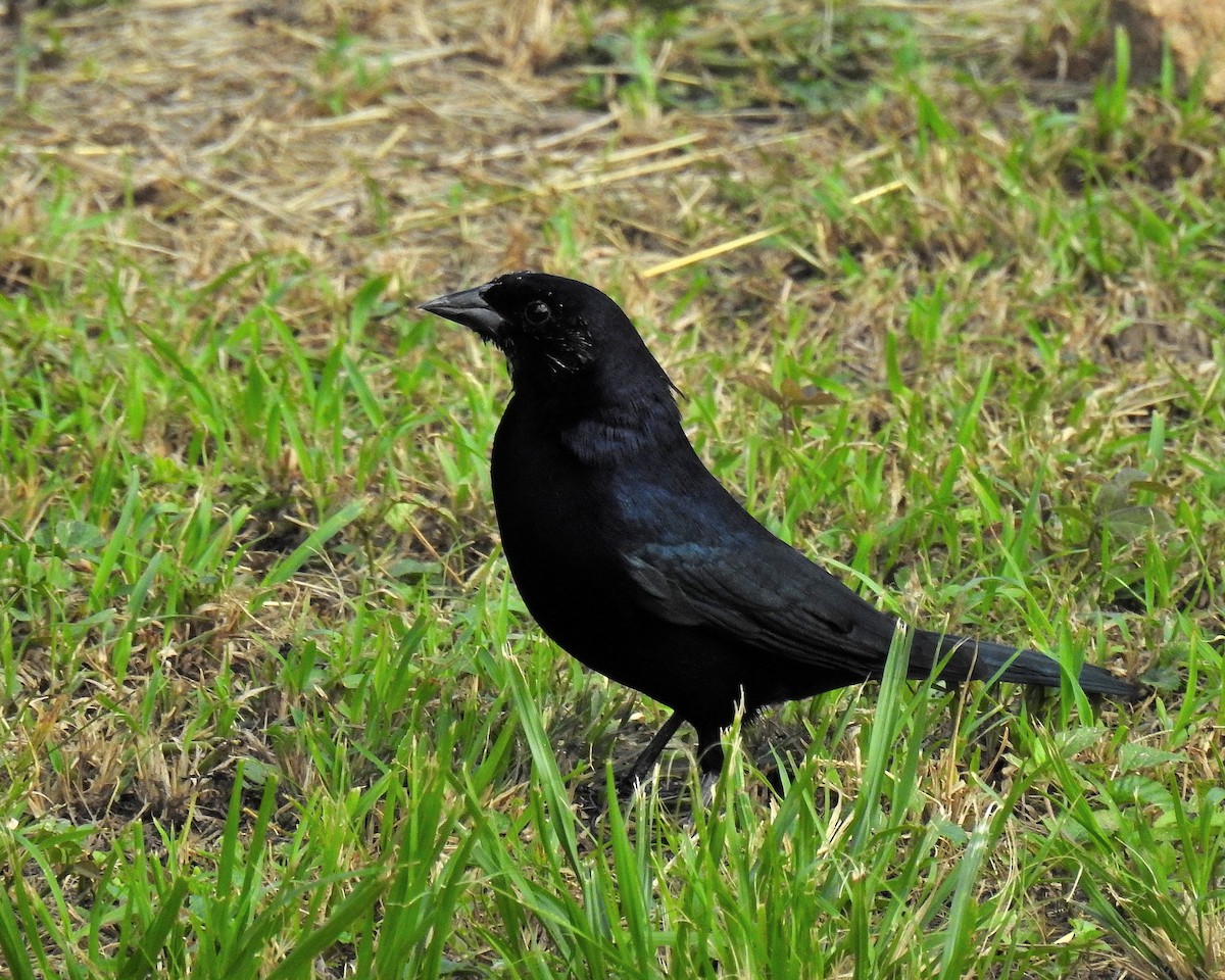 Tordo Renegrido - ML646943693