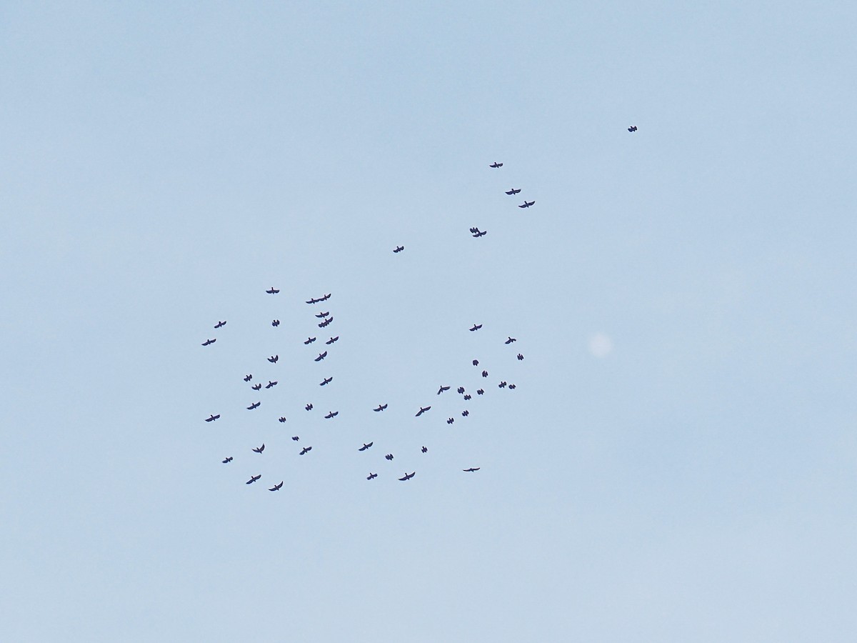 Red-billed Chough - ML646943700