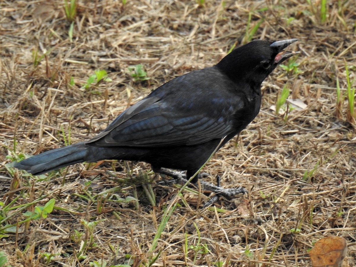 Tordo Renegrido - ML646943701