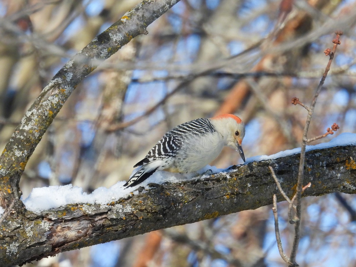 Red-bellied Woodpecker - ML646943704