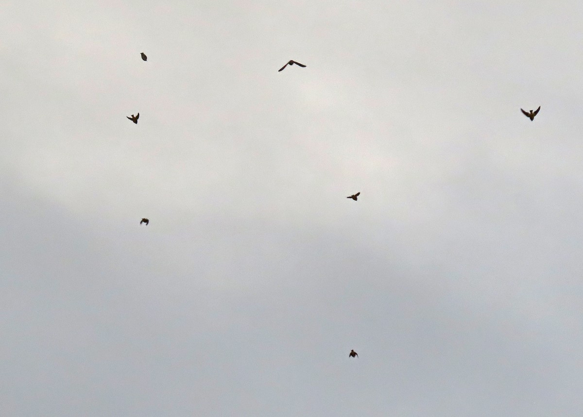 Pardillo Sizerín - ML646943705