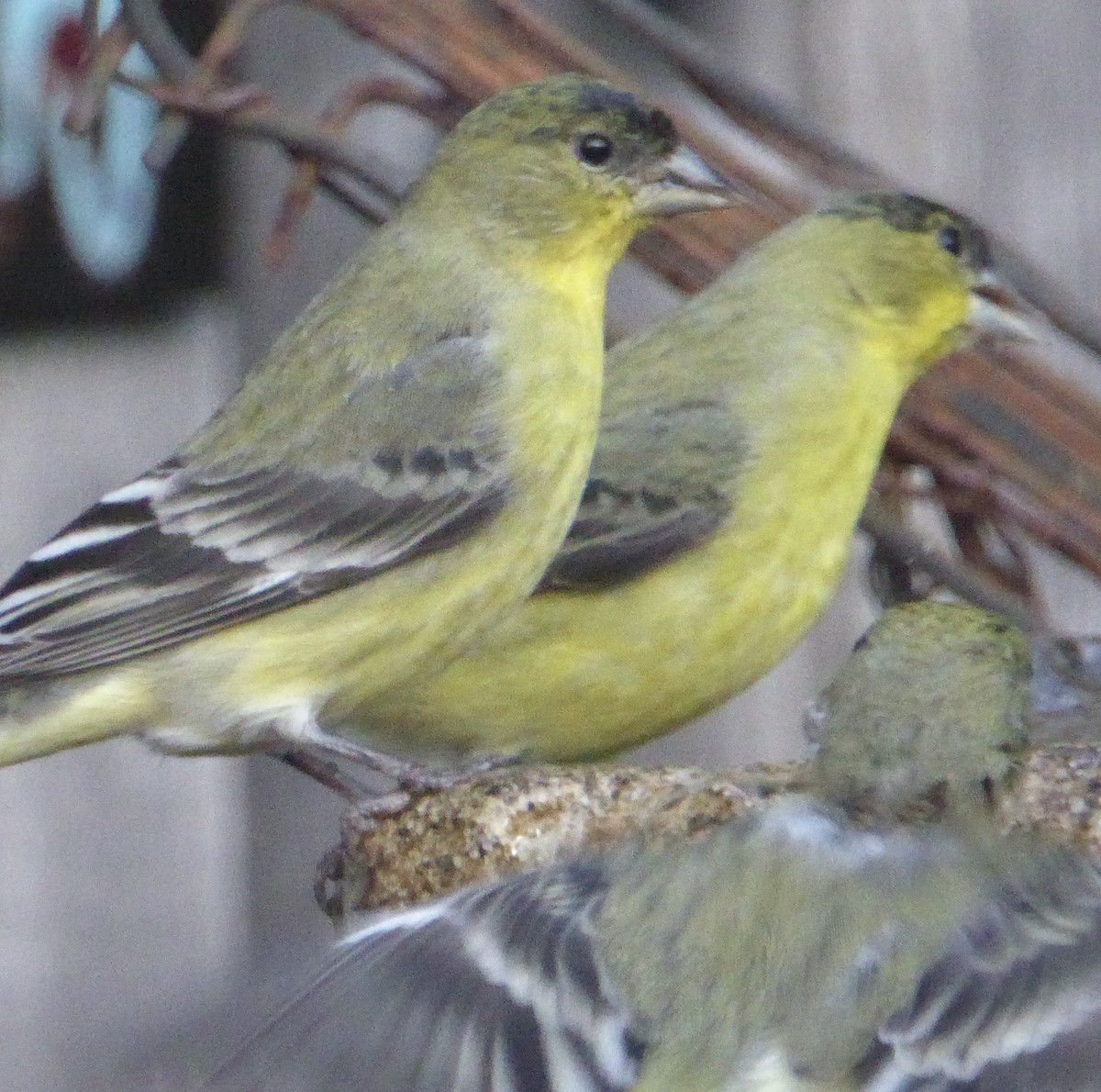 Lesser Goldfinch - ML646943716
