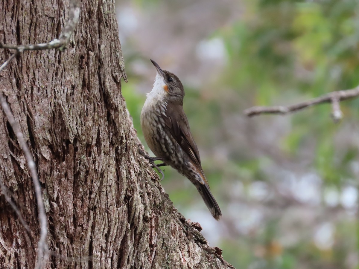 ノドジロキノボリ - ML646943717