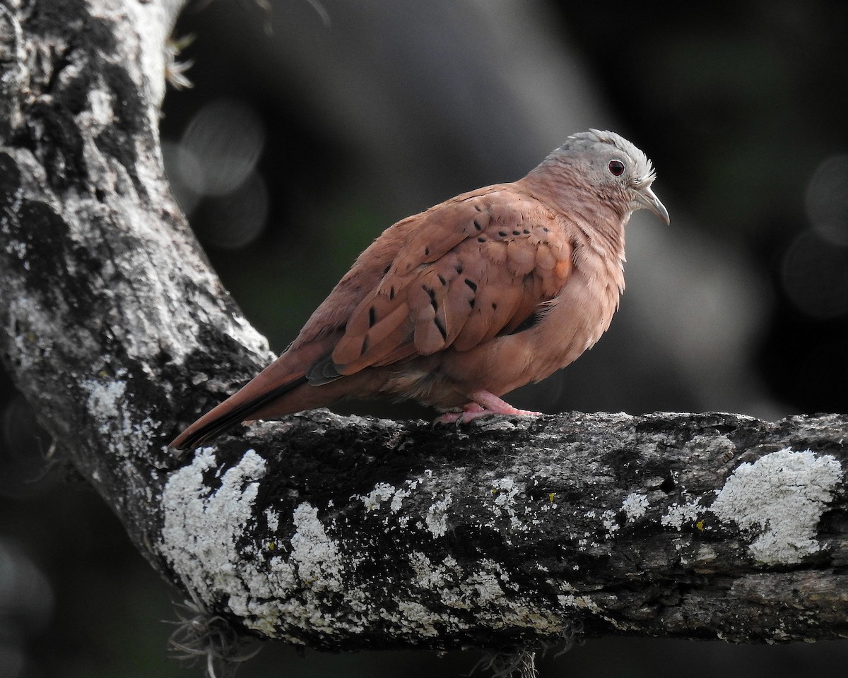 Columbina Colorada - ML646943724