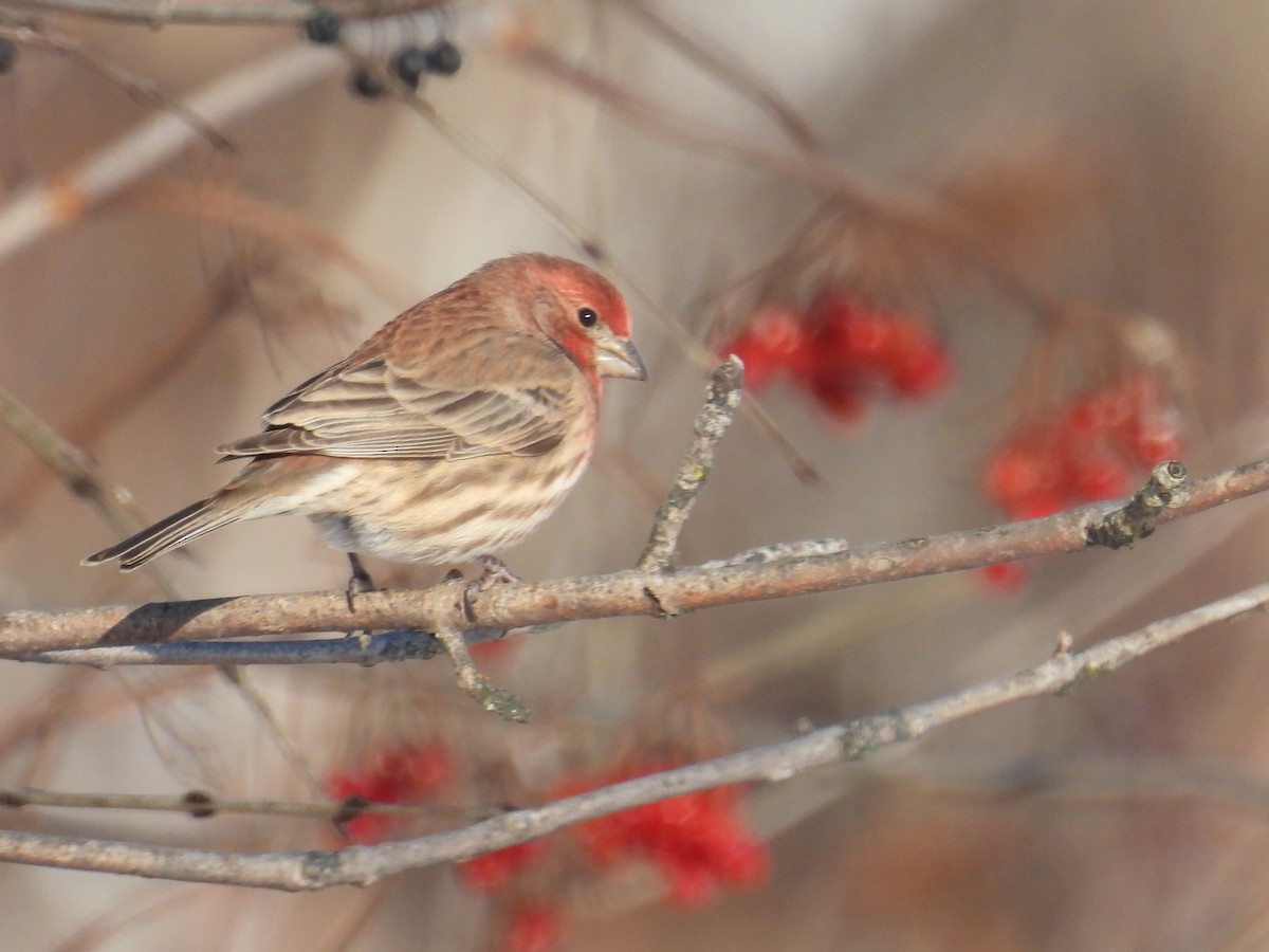 House Finch - ML646943725