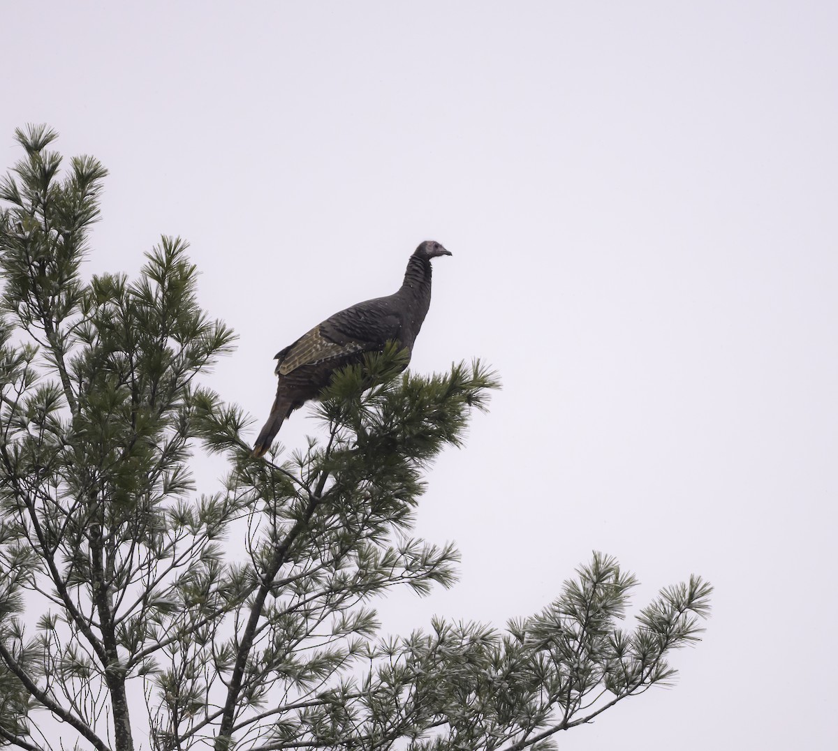 Wild Turkey - ML646943728