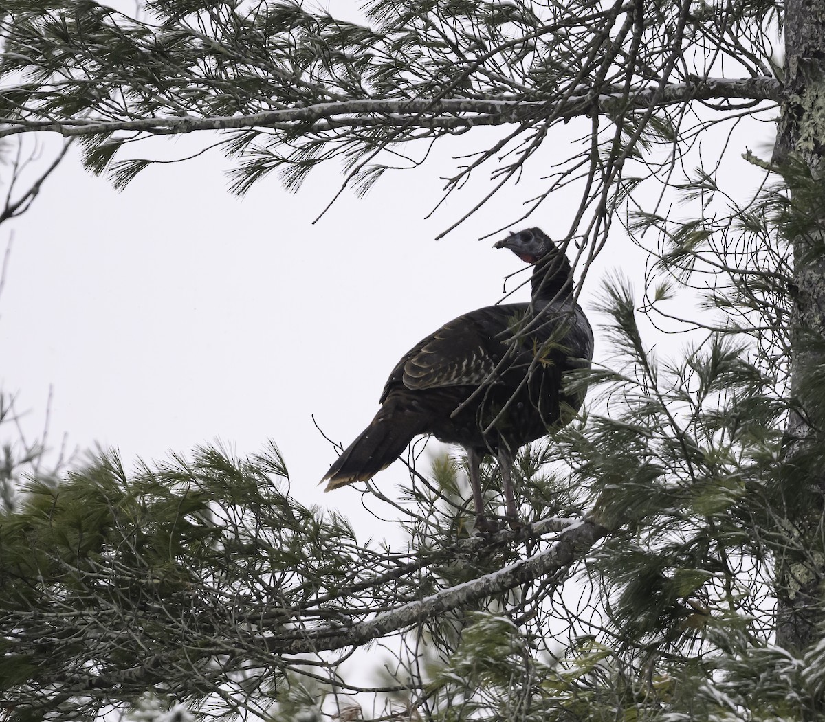 Wild Turkey - ML646943729
