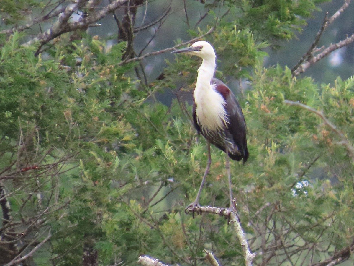 シロガシラサギ - ML646943730