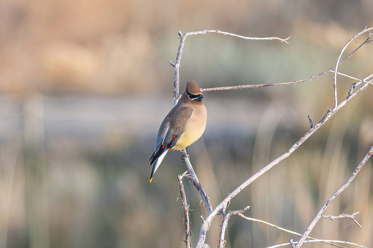 Cedar Waxwing - ML646943733