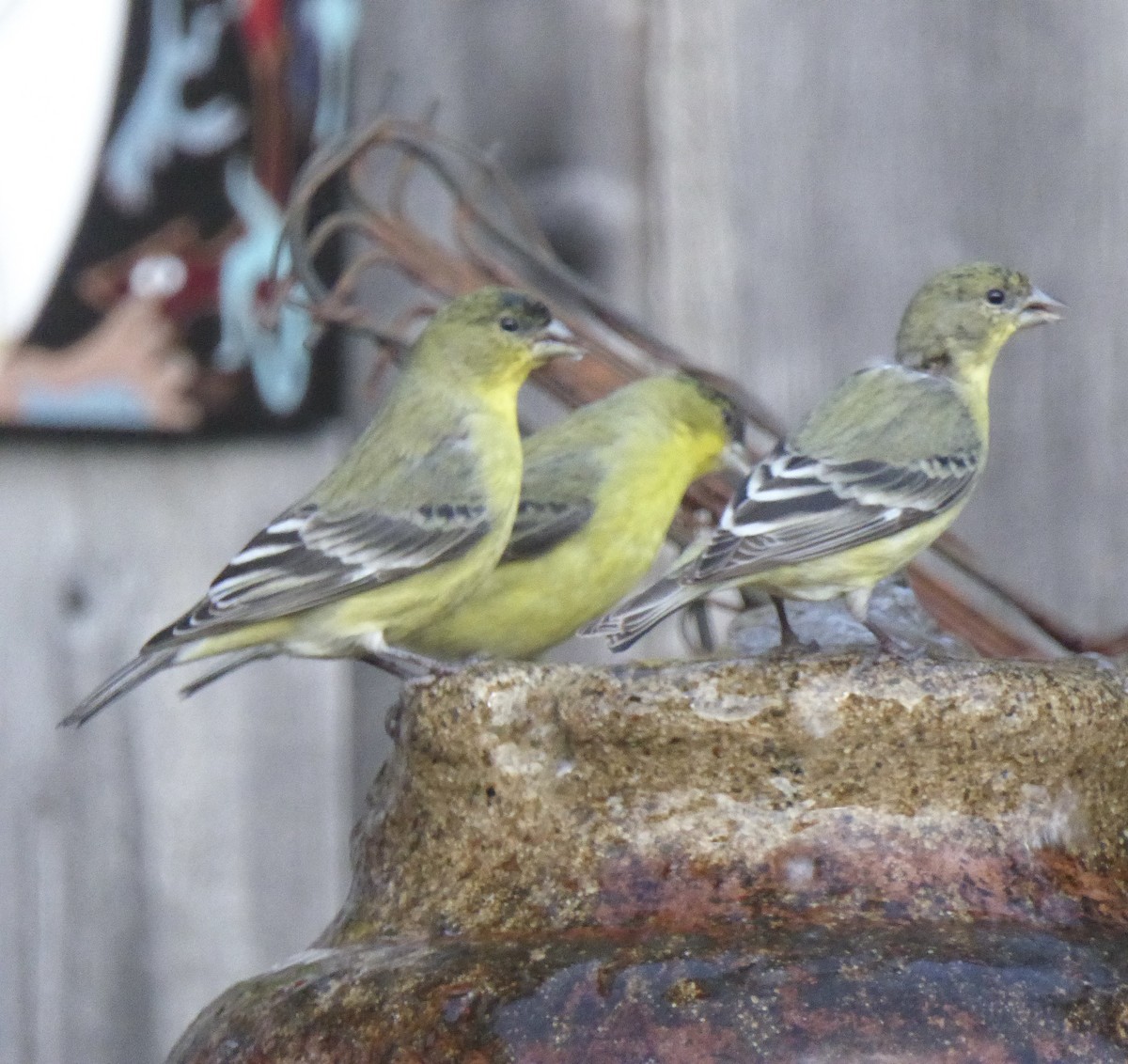 Lesser Goldfinch - ML646943736