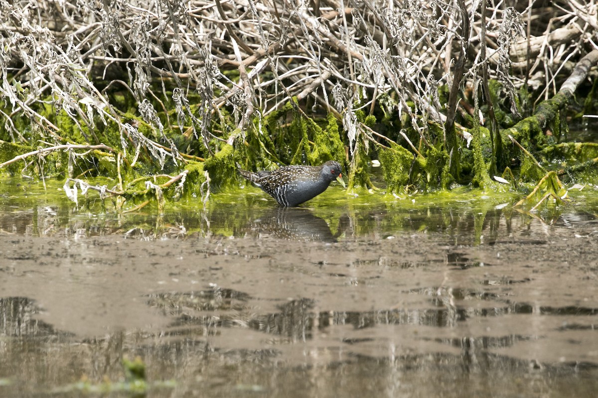 Australian Crake - ML646943738