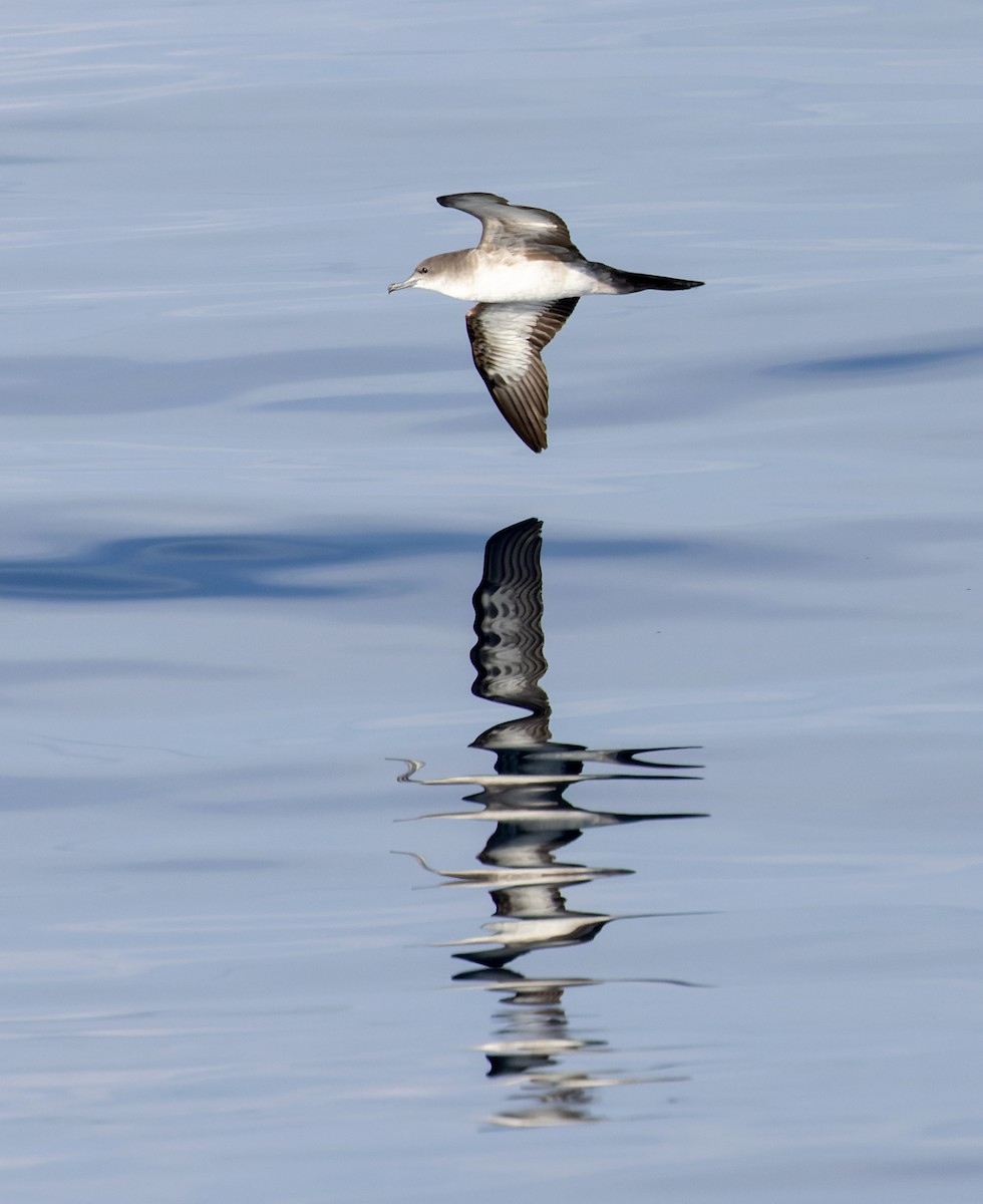 Wedge-tailed Shearwater - ML646943739