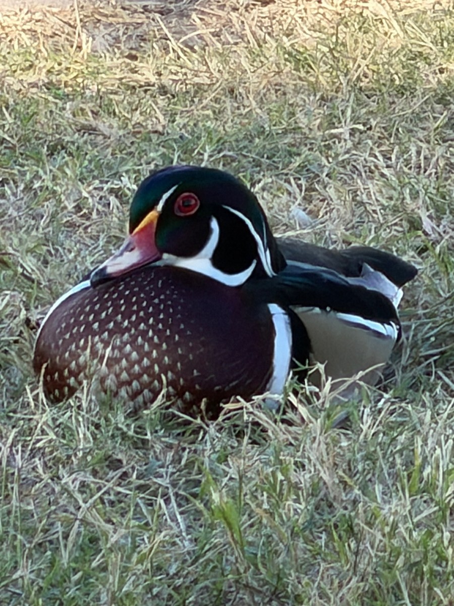 Wood Duck - ML646943741