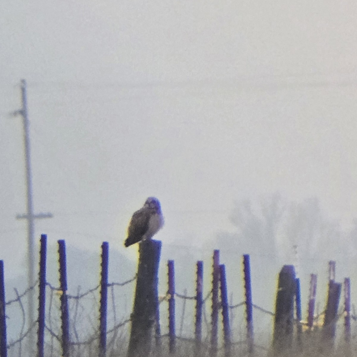 短耳鴞(flammeus) - ML646943746