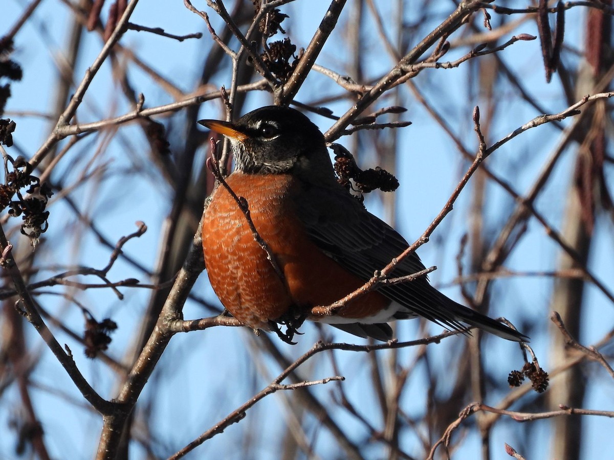 Zorzal Americano - ML646943747