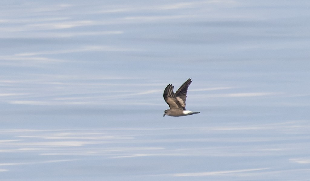 Leach's Storm-Petrel - ML646943748
