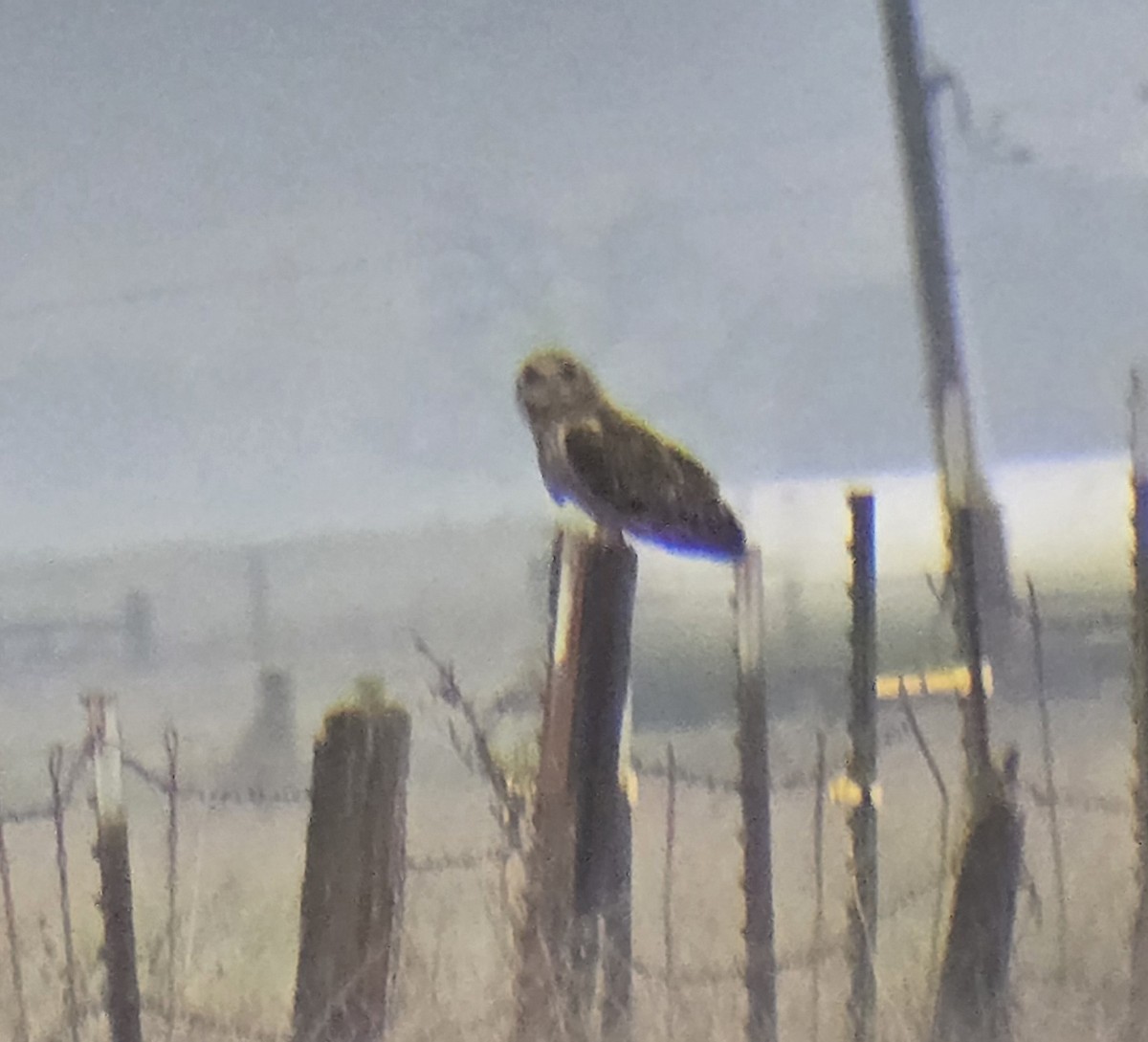 短耳鴞(flammeus) - ML646943751