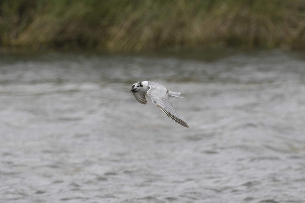 Fumarel Aliblanco - ML646943754