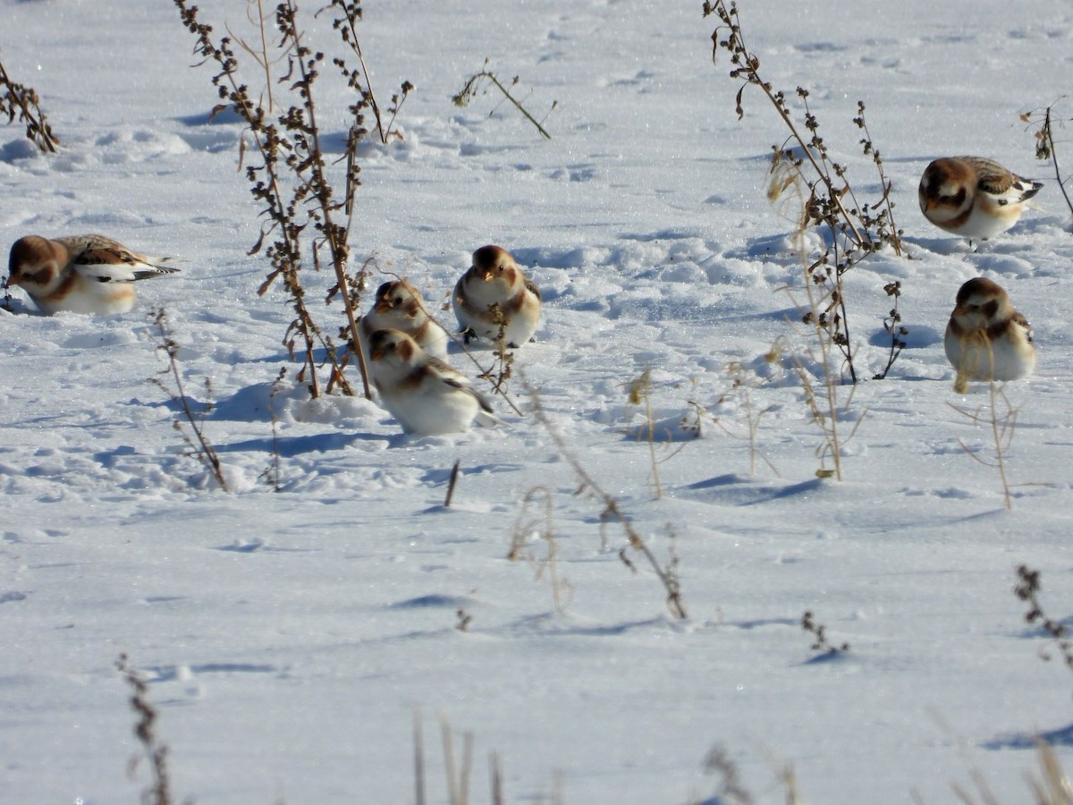 Escribano Nival - ML646943771