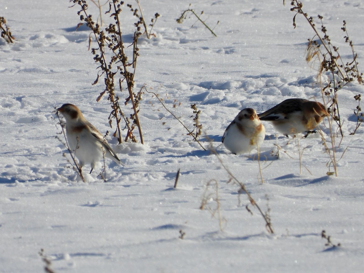 Escribano Nival - ML646943772