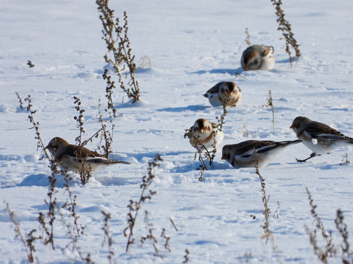 Escribano Nival - ML646943773