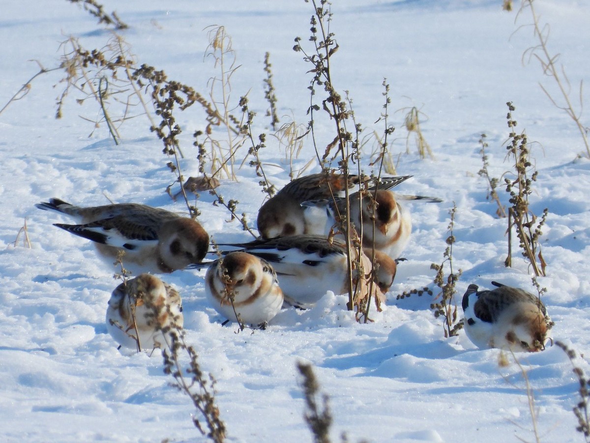 Escribano Nival - ML646943774