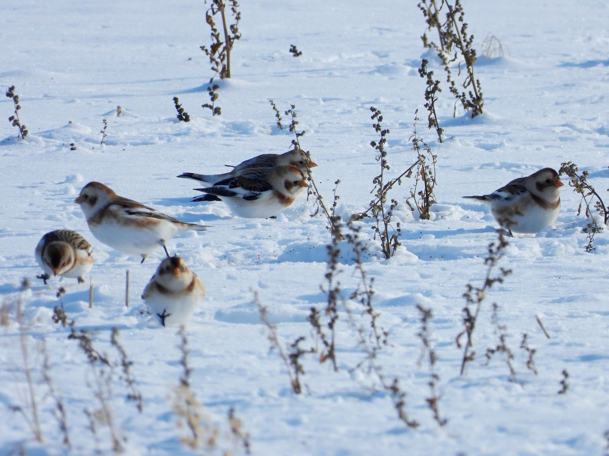 Escribano Nival - ML646943775