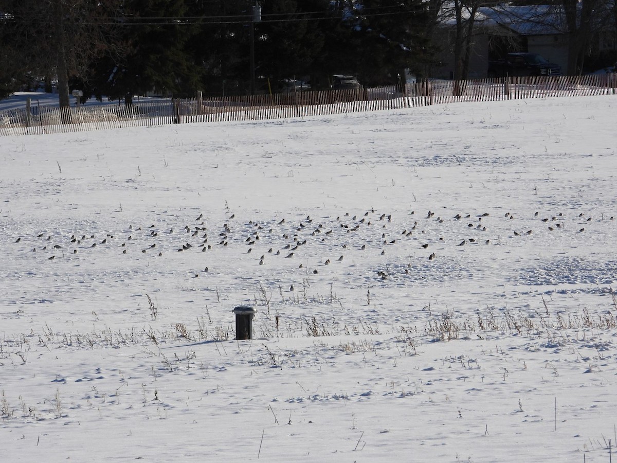 Escribano Nival - ML646943776