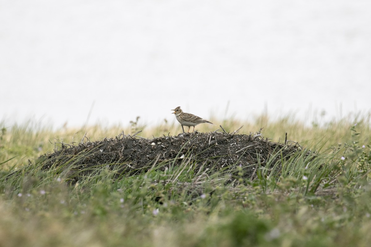 Alondra Común - ML646943777