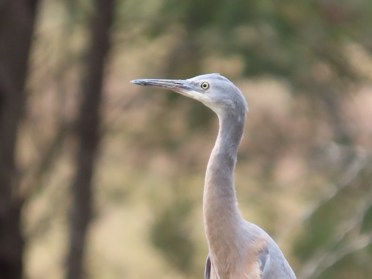 カオジロサギ - ML646943780