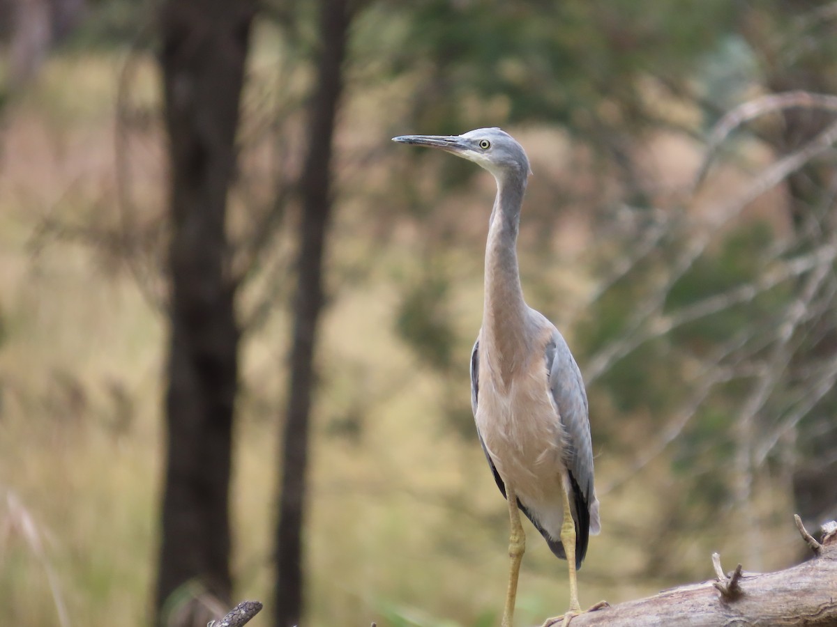 カオジロサギ - ML646943781