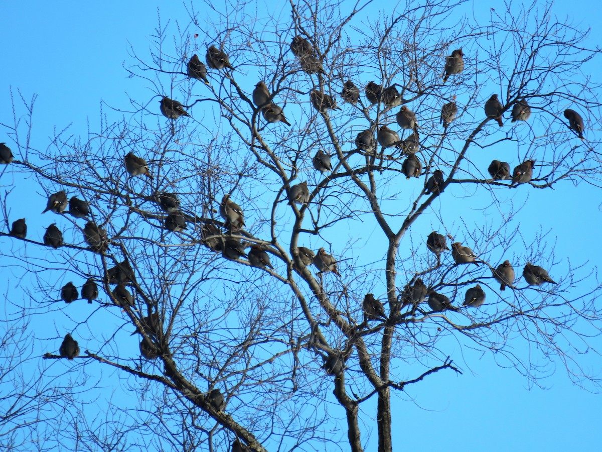 Buztanori boreala - ML646943787