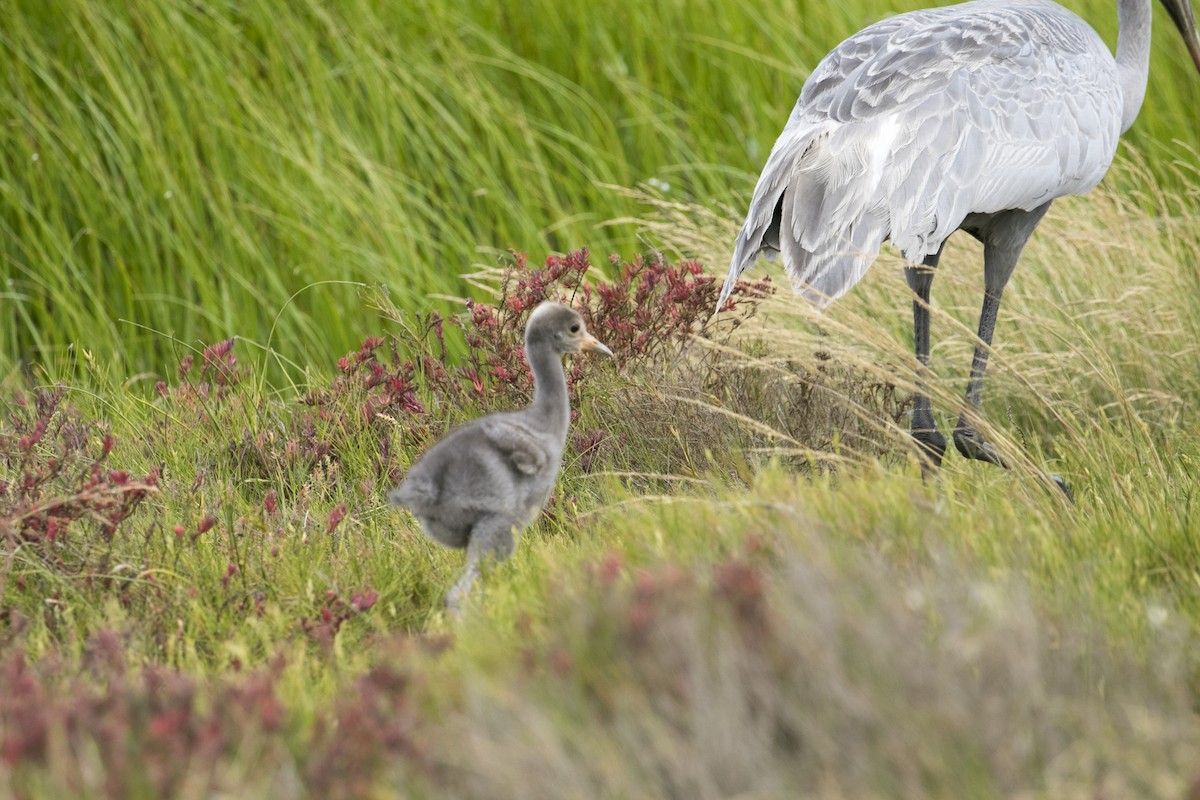 Grulla Brolga - ML646943792