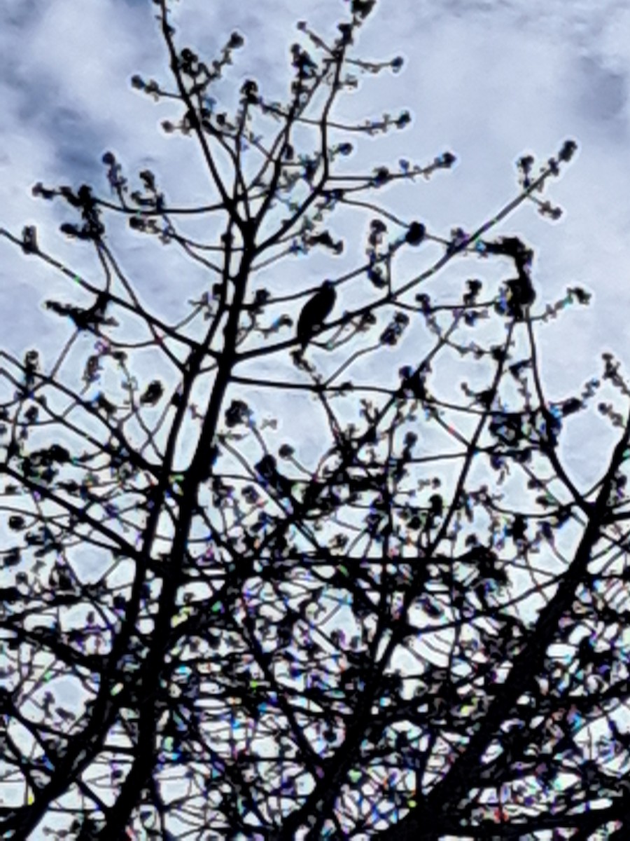 Kubaamazone (bahamensis) - ML646943796