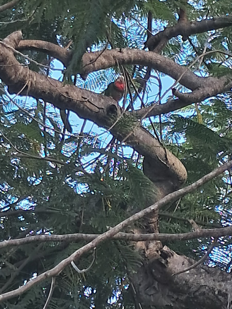 Kubaamazone (bahamensis) - ML646943797