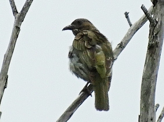 Australasian Figbird - ML646943809