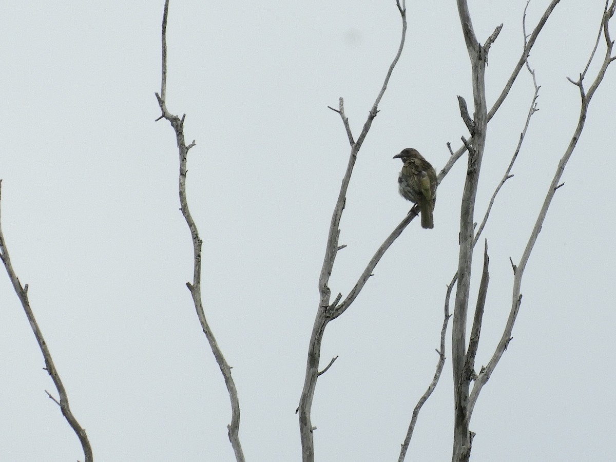 Australasian Figbird - ML646943810