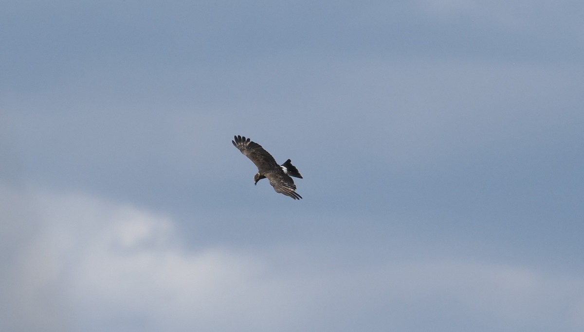 Hook-billed Kite - ML646943816