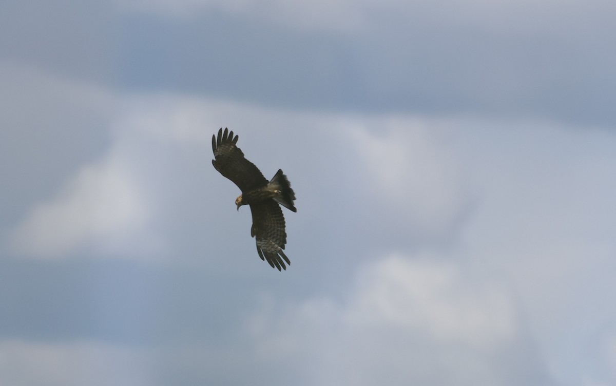 Hook-billed Kite - ML646943817