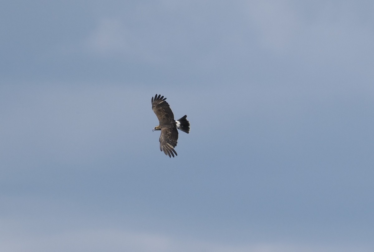 Hook-billed Kite - ML646943818