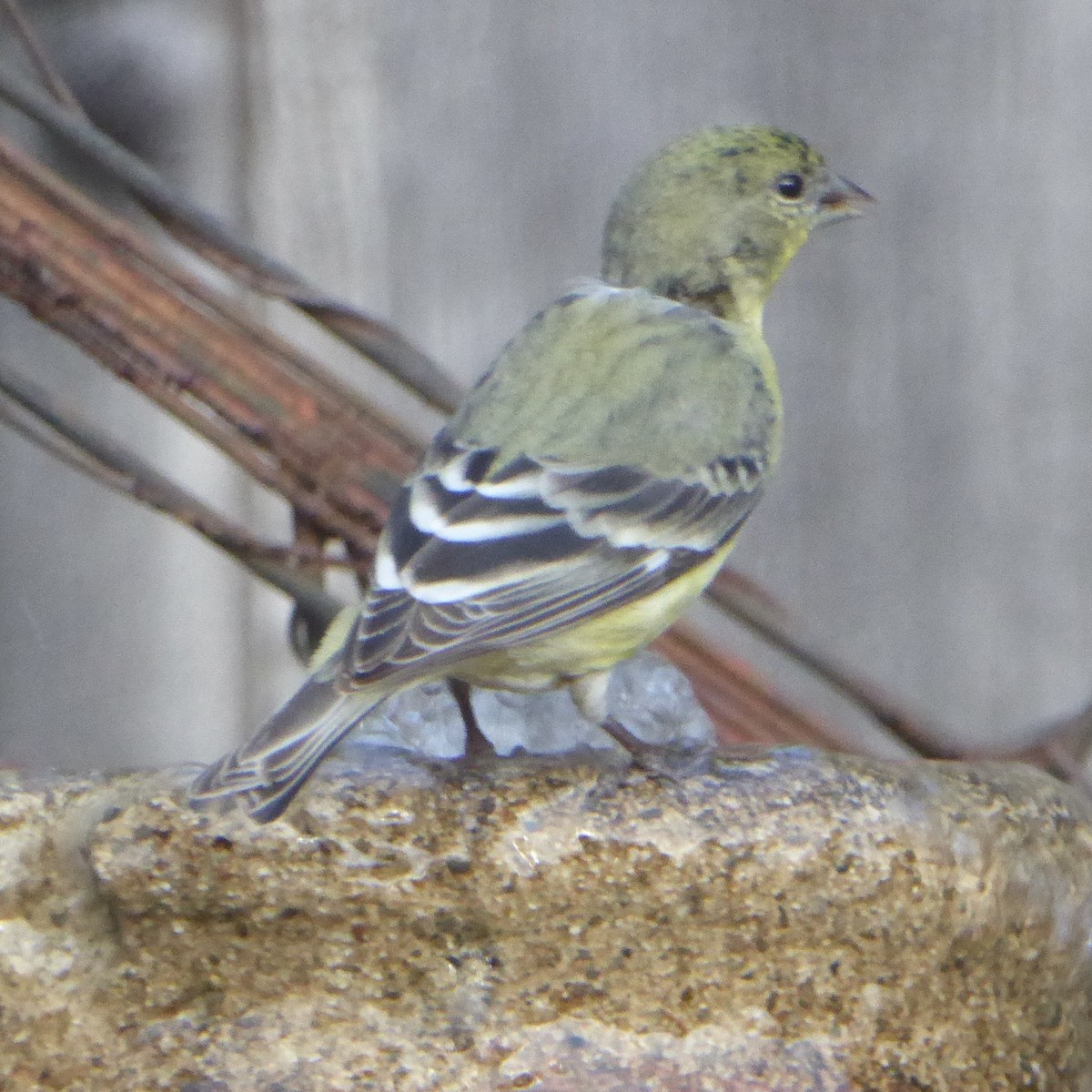 Lesser Goldfinch - ML646943823