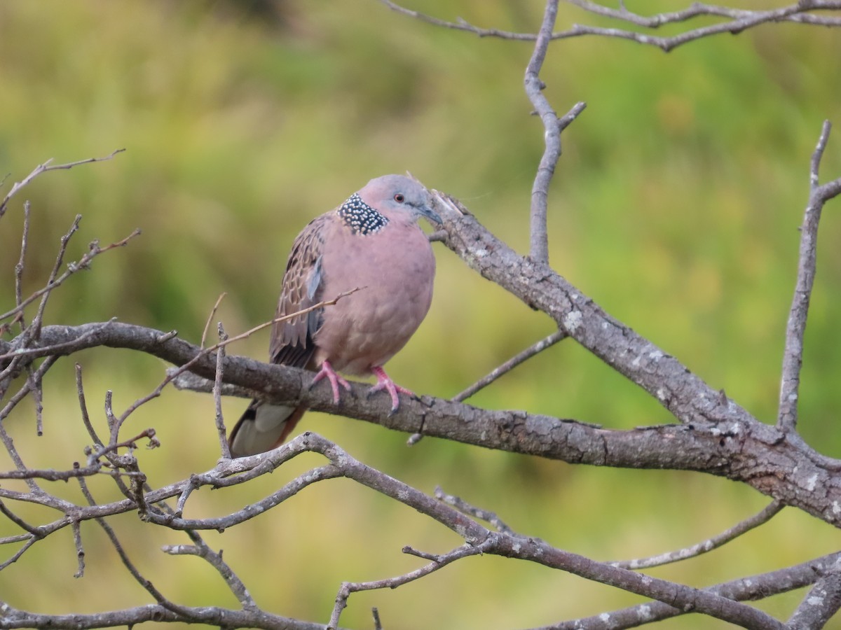 カノコバト - ML646943824